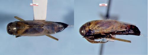 Buenoa macrotibialis
